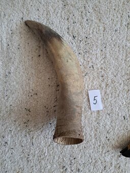 různé paroží a rohy - 9