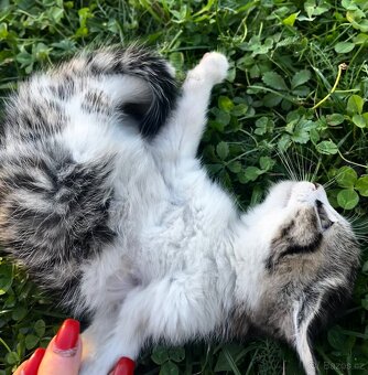 PRODÁM KOTĚ - kocour - 9