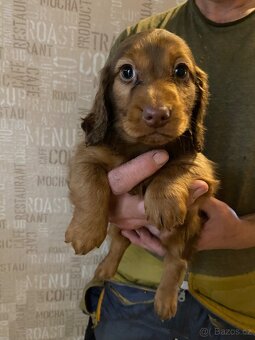 Jezevčík dlouhosrstý trpasličí - 9