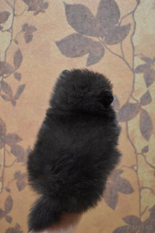 Pomeranian s PP fenka - 9