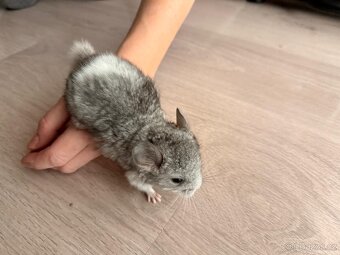 Činčila mládě samičky - 9