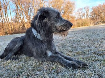 Brokatovy obojek pro chrt greyhound III. - 9