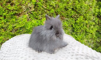 Zakrslý králík, králíček -(TEDDY)-OLAF,OLIVER,OLINA - 9