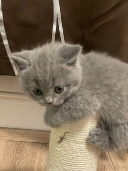 Продаю британських кошенят - 9