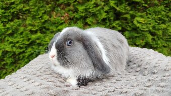 Zakrslý beránek, králíček, králík - HEIDY - 9