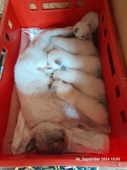 Britský kocour ke krytí - 9