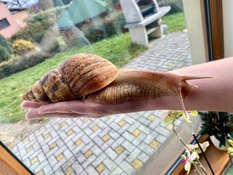 Africký šnek Lissachatina reticulata - oblovka síťkovaná - 9