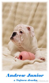 anglický buldok - 9