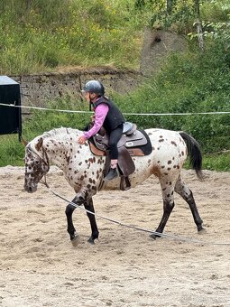 Apaloosa pony - 9