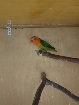 Agapornis a Andulky - 9