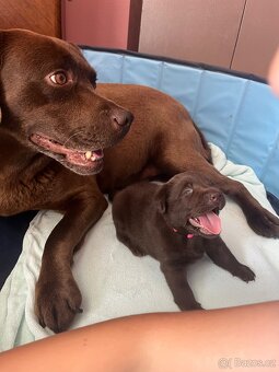 Štěňata Labradorský retrívr - 9