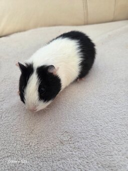 Daruji morčátka - 9