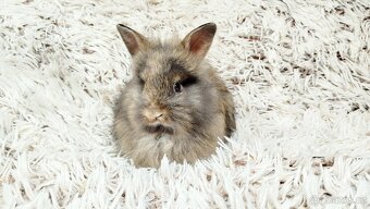 Zakrslý králík, králíček - HARRY - 9