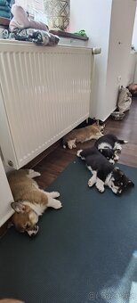 Welsh corgi pembroke s PP - 9