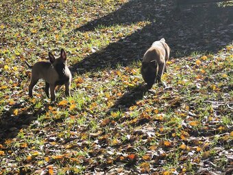 Belgicky ovcak malinois - 9
