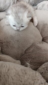 Britská koťátka  s PP - 9