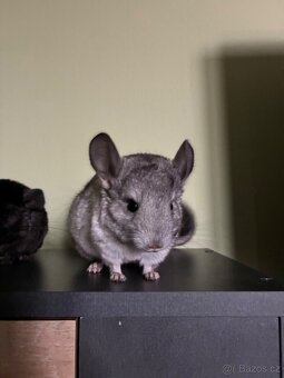 Činčila samička REZERVACE - 9