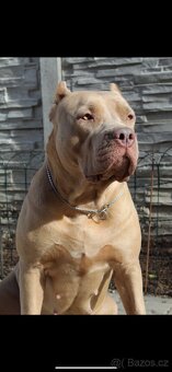 American Bully XL - 9