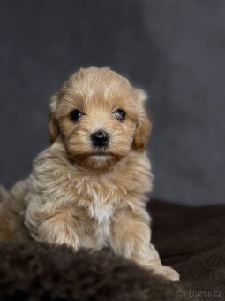 Psík Maltipoo f1 - 9