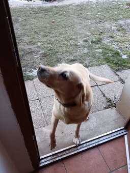 Daruji fenku labradorky - 9