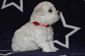 BICHON FRISE - BIŠONEK  s PP - 9