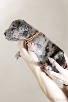 Německá doga - štěňata s PP FCI - 9