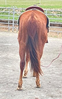 Klisna QH 2 roky - 9