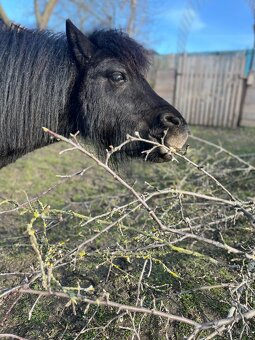 Mini pony valášek - 9