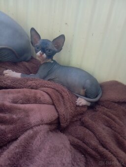 Koťátka Sphynx - 9