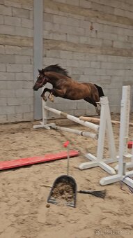 Welsh pony valach,prodej /pronajem - 9