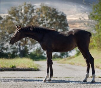 Klisnička na prodej - 9