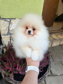 Pomeranian s pp FCI - 9