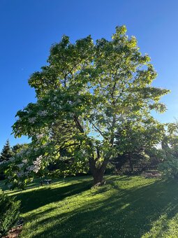 Rostlinky KATALPA královská - 9