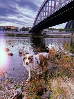 Australský ovčák ke krytí - 9