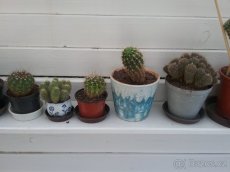 Prodám kaktusy - 9