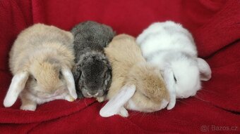 Zakrslý králíček beránek, zakrslý lvíček - 9