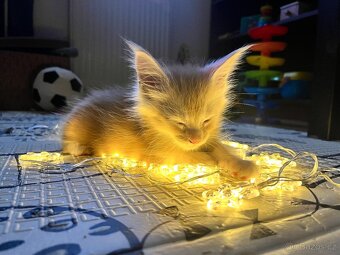 Koťata Mainská mývalí bez PP - 9