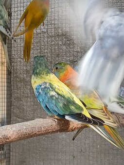 neofema modrohlavá - 9