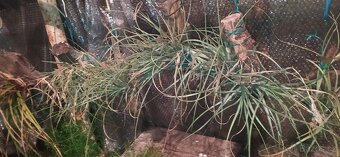 Různé druhy rostlin - 9