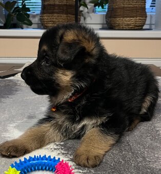 Štěňátka - Německý Ovčák - 9