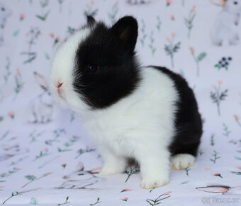 Zakrslý krátkouchý lvíček - samička . - 9