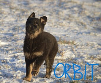 Německý ovčák - 9