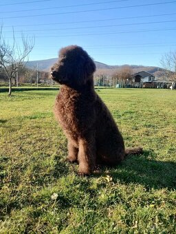 Labradoodle F1B - 9