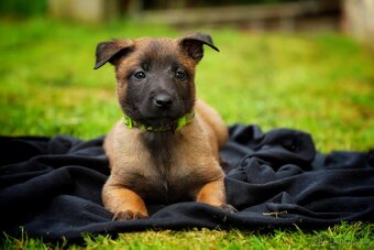 Belgický ovčák Malinois - 9