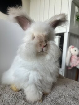 Angorská Angora - 9