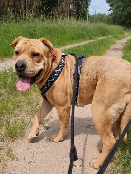 VANILKA K ADOPCI - 12m., vděčná, umazlená - 9