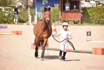 prodam pony- pronajem - 9