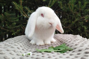 Zakrslý beránek, králík, králíček - WILLIAM - 9