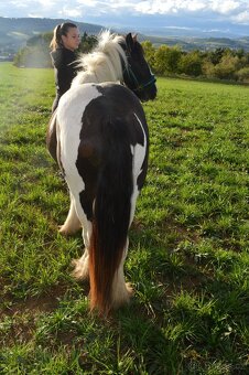 Prodej Irského Coba - 9