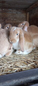 Francouzský  beran - 9